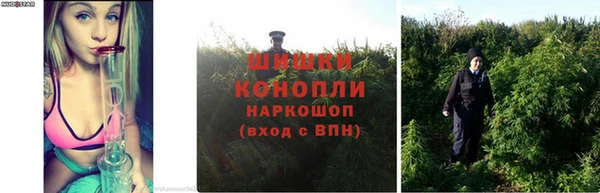 прущие грибы Нея